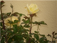 48c9def2-Picture 3522.jpg